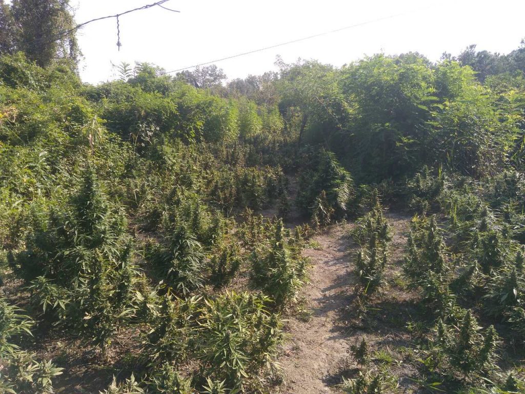 Κιλκισιώτες αστυνομικοί εντόπισαν φυτεία με πάνω από 1.100 χασισόδεντρα στην Θεσσαλονίκη