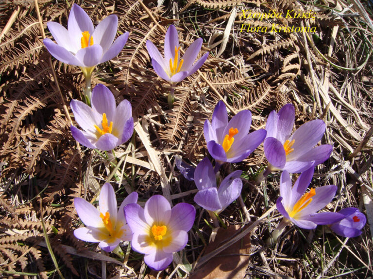 Crocus nivalis Κρόκος ο Χιονώδης #Βασίλης Ιωαννίδης#