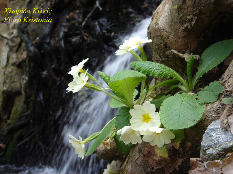 Πριμούλα Primula vulgaris #Βασίλης Ιωαννίδης#