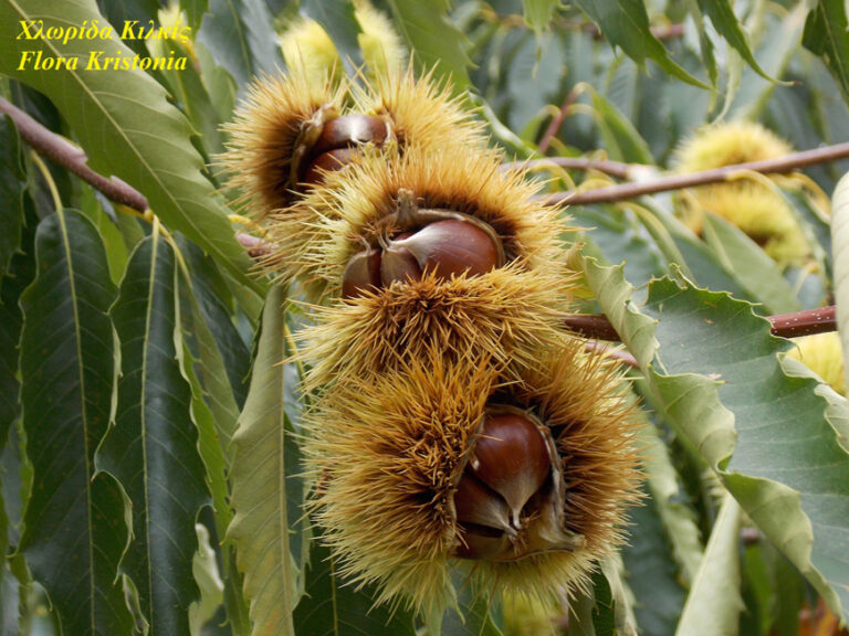 Κάστανα Πάϊκου #Flora Kristonia#