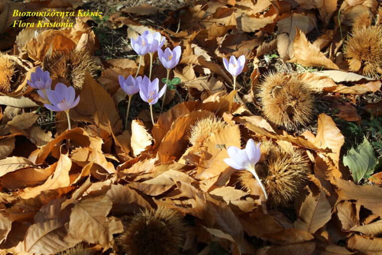 Πάϊκο # Flora Kristonia #